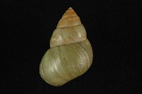 藏品(石田螺)的圖片